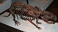 Skeleton of Giant Beaver