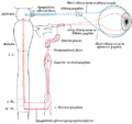 Conexiones simpáticas de los ganglios ciliares y cervicales superiores.