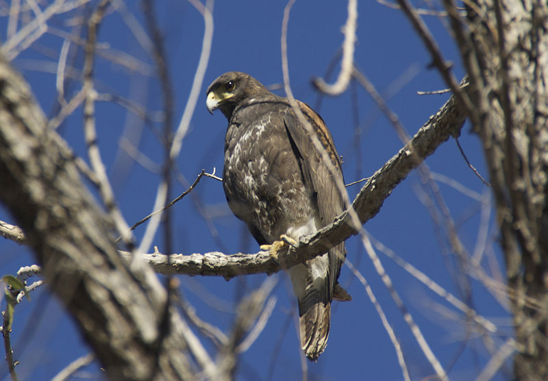 File:Harris's Hawk Arizona.jpg