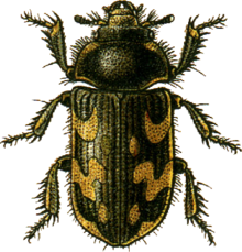 Heterocerus marginatus Jacobson.png