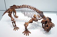 A fossil skeleton on display at a museum. It is brown in color and the eye socket is facing right.