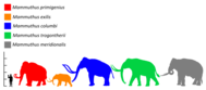 Colored silhouette of a woolly mammoth (blue), relative in size to a human and past and present elephants