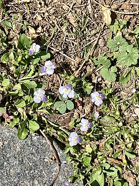 Мазус карликовый (Mazus pumilus)