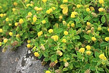 Medicago-lupulina-flowering.jpg