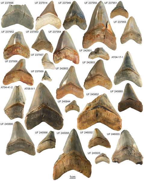 Archivo:Megalodon teeth.png