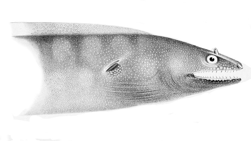 File:Muraena argus.jpg