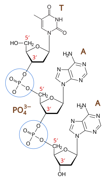 File:Phosphodiester Bond Diagram.svg