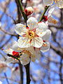 Japanese plum blossom, Prunus mume, designated imperial personal emblem of Shigeko