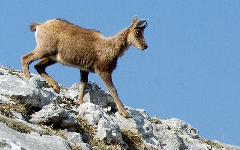 Файл:Rebeco. Picos de Europa..jpg