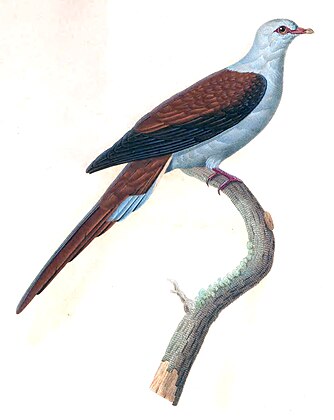 Illustration of Reinwardtoena reinwardti. From: Les Pigeons (Paris 1838-1845)