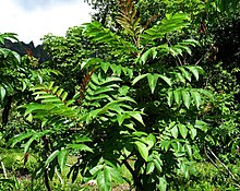 Rhus sandwicensis (5210102286) (2).jpg