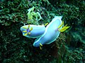 Hypselodoris apolegma