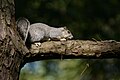 Delmarva Fox Squirrel Chincoteague Wildlife Refuge