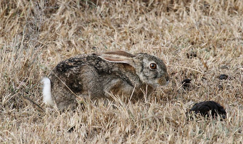 File:Scrub hare (Lepus saxatilis).jpg