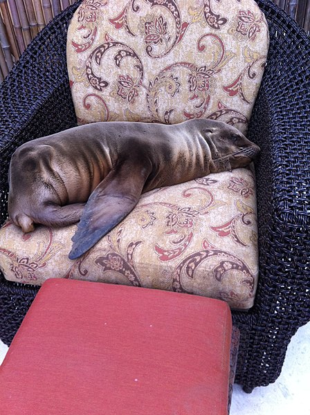 File:Sea Lion Lounging.JPG