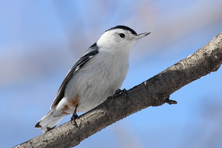 Белогрудый, или Каролинский поползень (Sitta carolinensis)