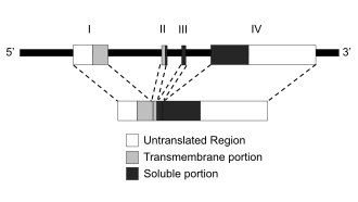 Diagram of human TNF exons and introns