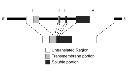 File:TNF Exons and Introns.svg