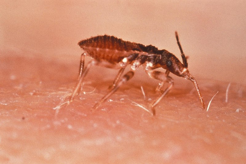 File:Triatoma infestans.jpg