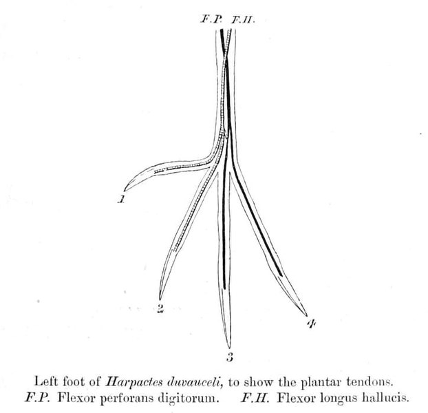 File:TrogonPlantarTendon.jpg