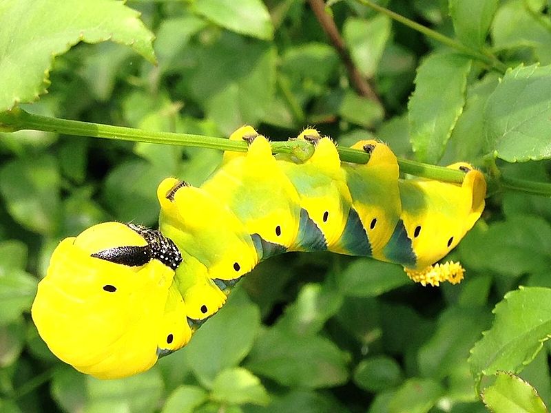 File:Acherontia atropos larva 01.JPG