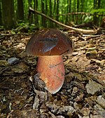 Boletus erythropus