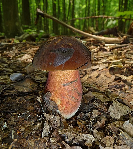 Файл:Boletus erythropus 2010 G3.jpg