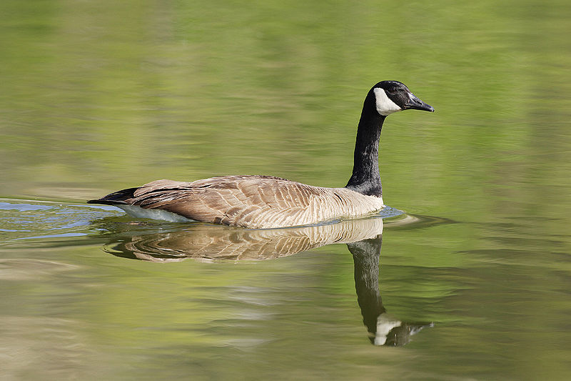 File:Branta-canadensis-004.jpg