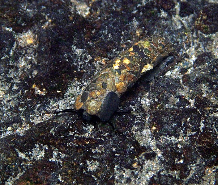 File:Caddisfly-larva.jpg