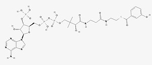 Chemical structure of 3-Hydroxybenzoyl-CoA