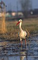 White Stork