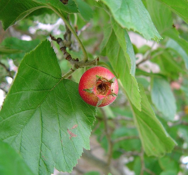 File:Crataegus-mollis-fruit.jpg