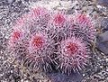 Echinocactus polycephalus