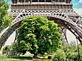 The Eiffel Tower dwarfs a tree in the park.