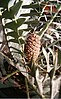 Eastern Cape Blue Cycad (E. horridus)