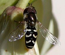 Flower fly on yucca.jpg