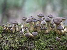 Fungi 1 (3974037525).jpg