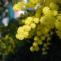 Closeup of flowers