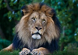 Lion (Panthera leo).