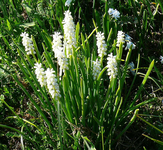 Archivo:Muscari botryoides cv. Album.JPG