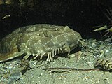 Mouth and tentacles of the spotted wobbegong