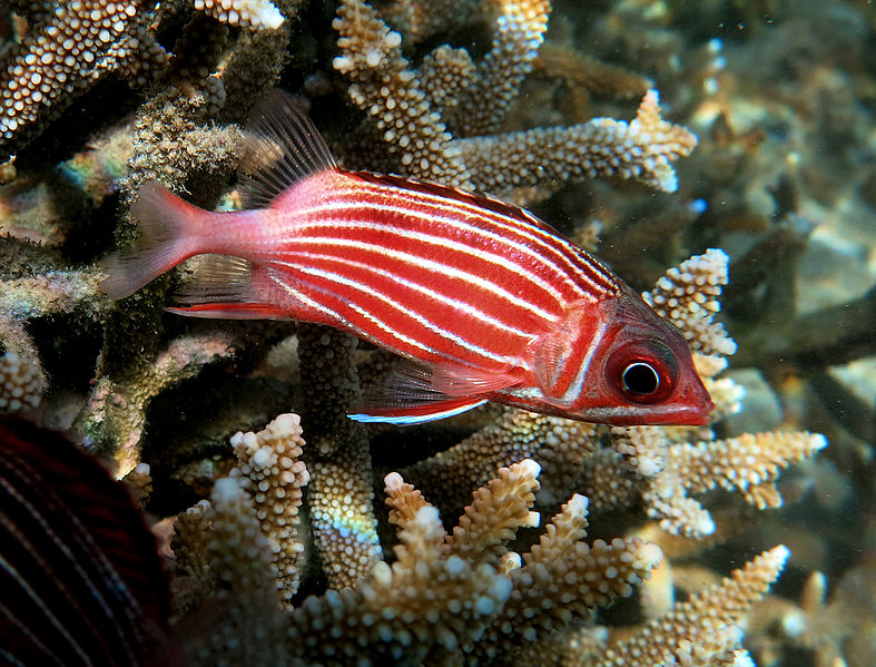 File:Sargocentron diadema Réunion.jpg