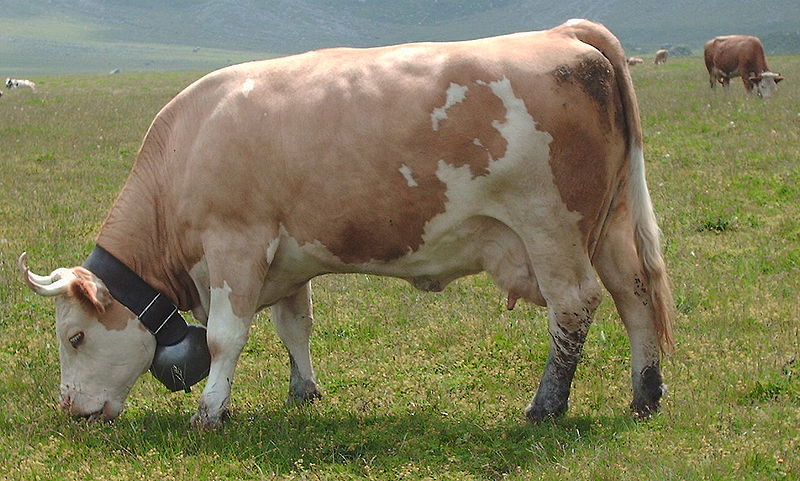 File:Simmentaler Fleckvieh.jpg