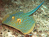 bluespotted ribbontail ray