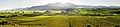 A view of vineyards in Vaucluse, producing Provence wine