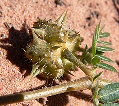 Fruit of Tribulus terrestris