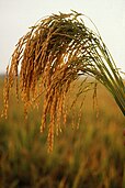 American long-grain rice plants