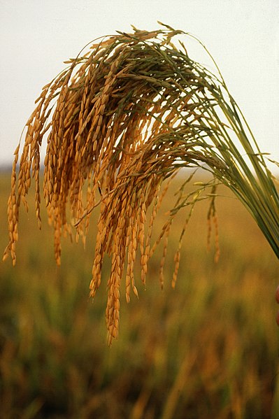 Файл:US long grain rice.jpg