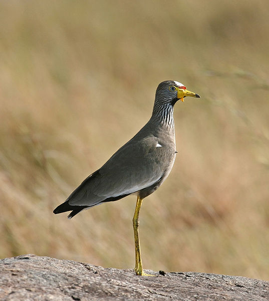 File:Wattled Plover Mara edit3.jpg