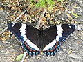 Limenitis arthemis arthemis, dorsal, Ottawa, Ontario